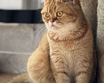 Кошки в Люберцах: Шотландские котята Девочка, 10 000 руб. - фото 2