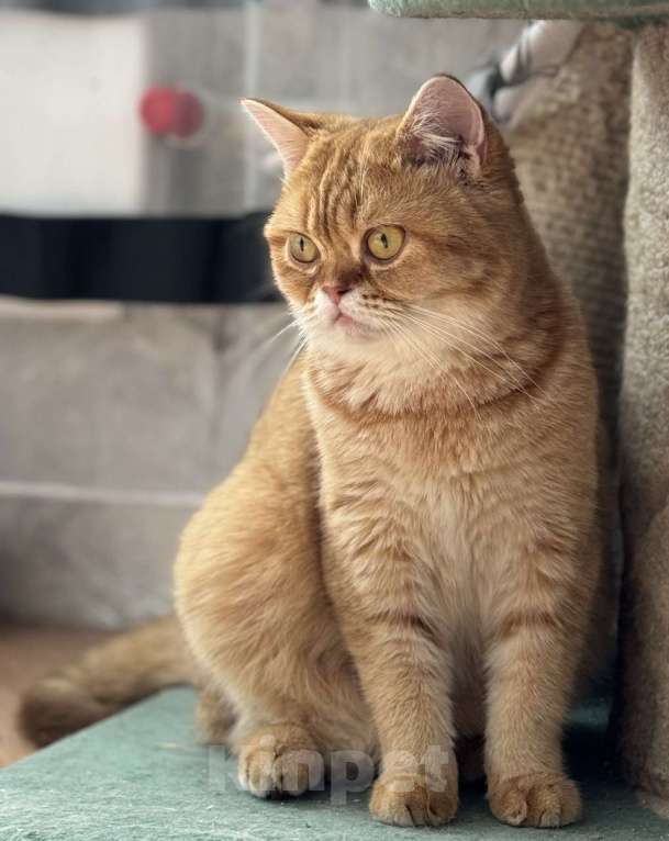 Кошки в Люберцах: Шотландские котята Девочка, 10 000 руб. - фото 2