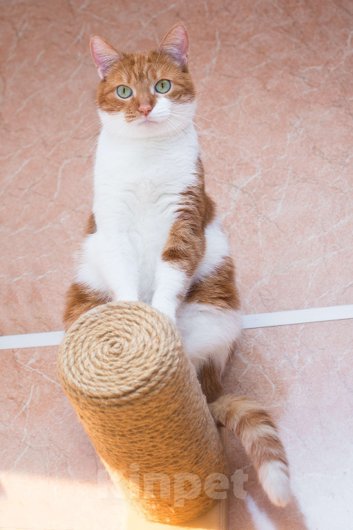 Кошки в Москве: Гуля-бабуля Девочка, 1 руб. - фото 2