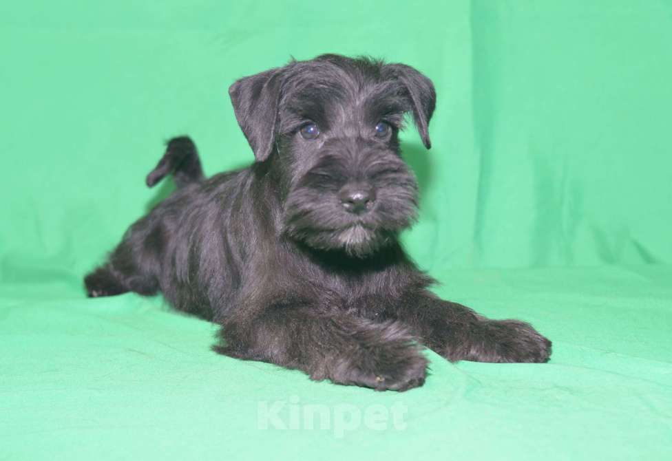 Собаки в Калуге: цвергшнауцер черного окраса Девочка, 60 000 руб. - фото 8