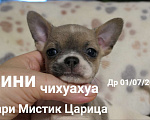 Собаки в Санкт-Петербурге: Большой выбор щенков чихуахуа из питомника РКФ Мальчик, 150 000 руб. - фото 4