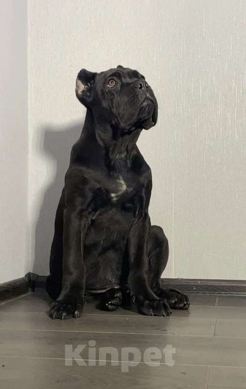Собаки в Москве: Кане Корсо черный мальчик Мальчик, Бесплатно - фото 1