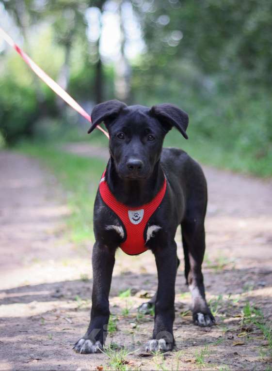 Собаки в Подольске: Хазаре нужен дом Девочка, Бесплатно - фото 3