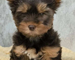 Собаки в Москве: Шоколадно-подпалый Йорк Мальчик, 60 000 руб. - фото 2