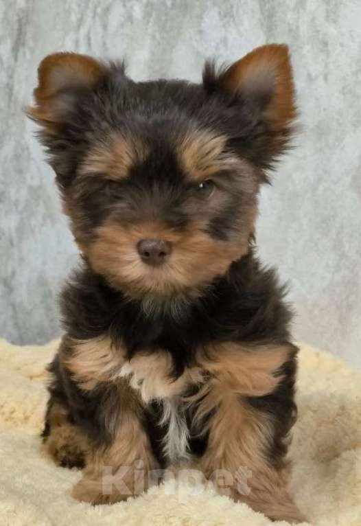 Собаки в Москве: Шоколадно-подпалый Йорк Мальчик, 60 000 руб. - фото 2