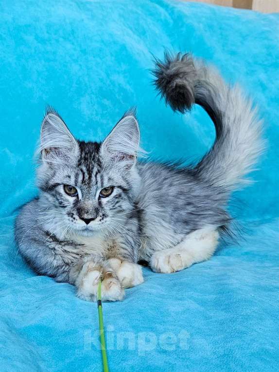 Кошки в других городах Московской области: Котенок Мейн-кун Мальчик, 40 000 руб. - фото 2