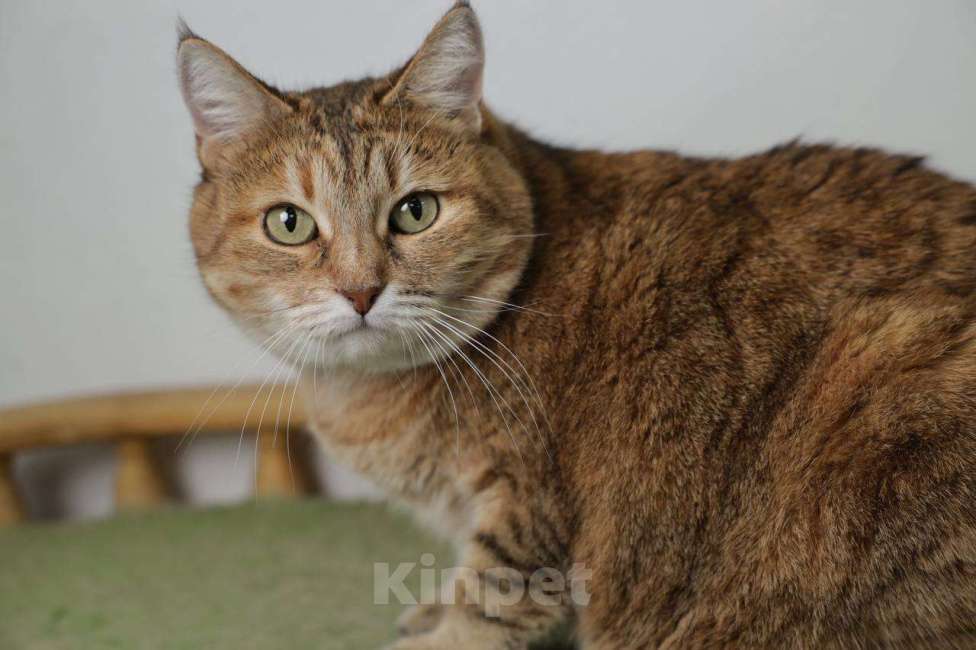 Кошки в Балашихе: Крутая кошка Шейла  Девочка, Бесплатно - фото 5