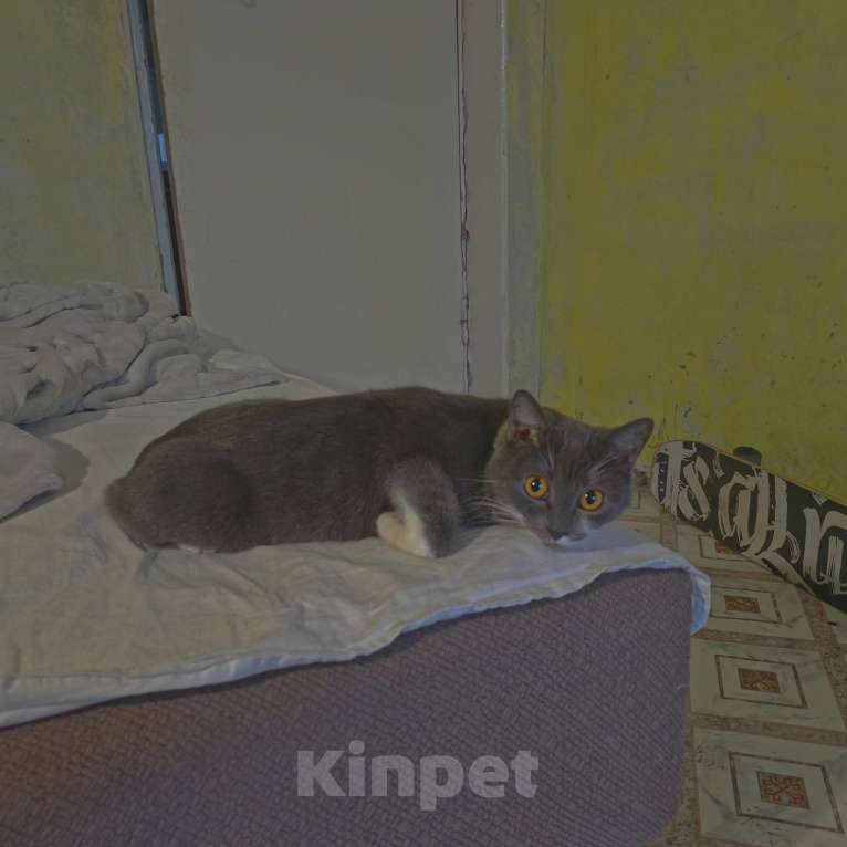 Кошки в Оренбурге: Отдам кошку Девочка, Бесплатно - фото 10