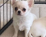 Собаки в Москве: Чихуахуа щенок девочка Девочка, 40 000 руб. - фото 2