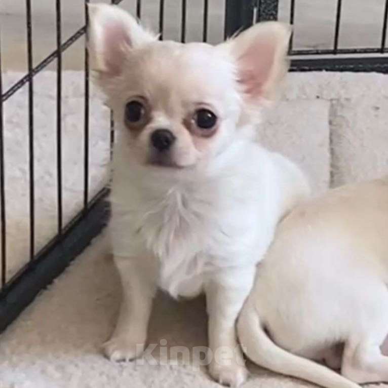 Собаки в Москве: Чихуахуа щенок девочка Девочка, 40 000 руб. - фото 2