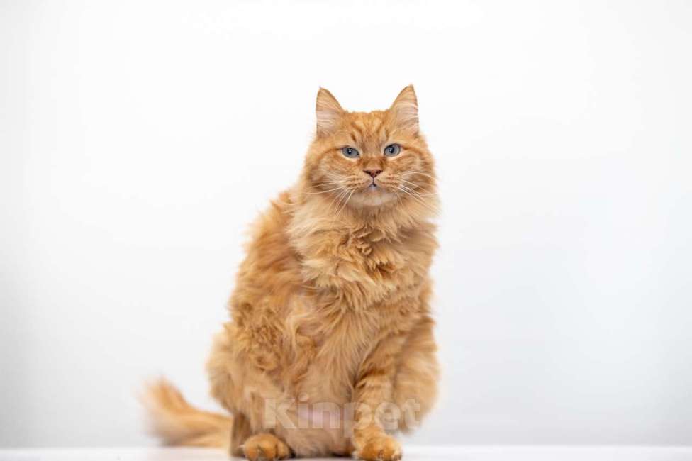 Кошки в Москве: Царь Мальчик, Бесплатно - фото 2