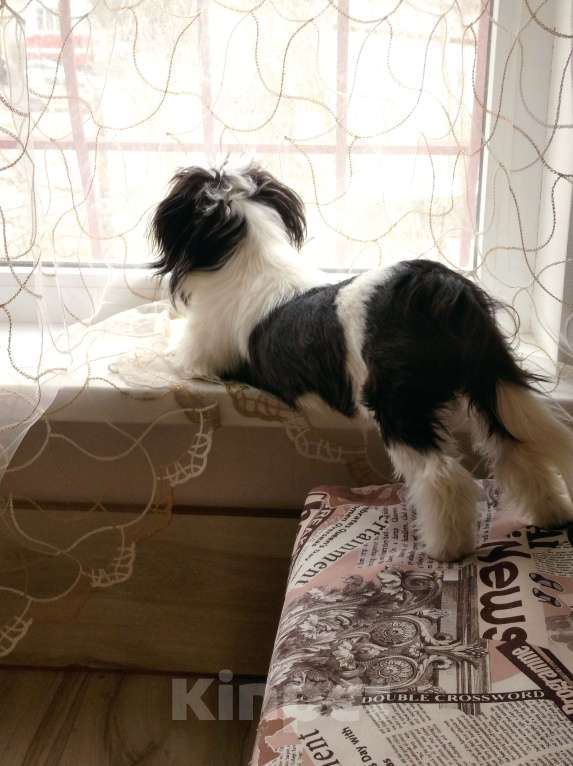 Собаки в Новороссийске: непоседа ШИ-ТЦУ Мальчик, 20 000 руб. - фото 7