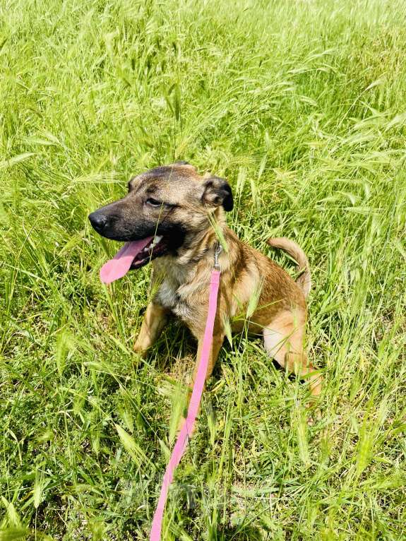 Собаки в Геленджике: Щенок подросток в добрые руки Девочка, 10 руб. - фото 4