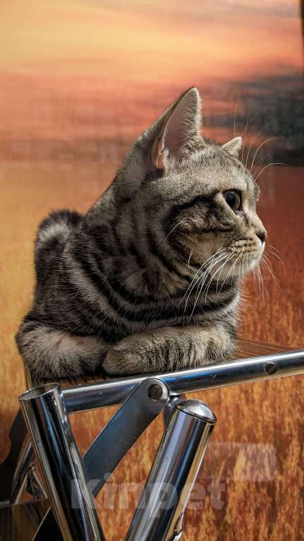 Кошки в Москве: Шотландский мраморный кот на вязку Мальчик, 3 000 руб. - фото 4