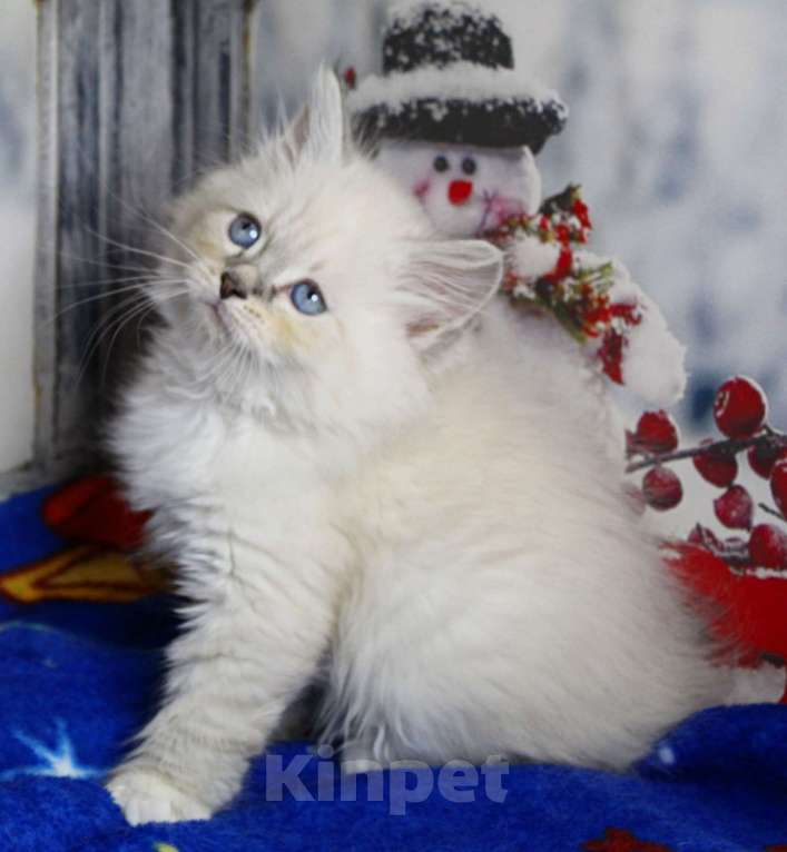 Кошки в Кирове: Шикарный котик Мальчик, 35 000 руб. - фото 1