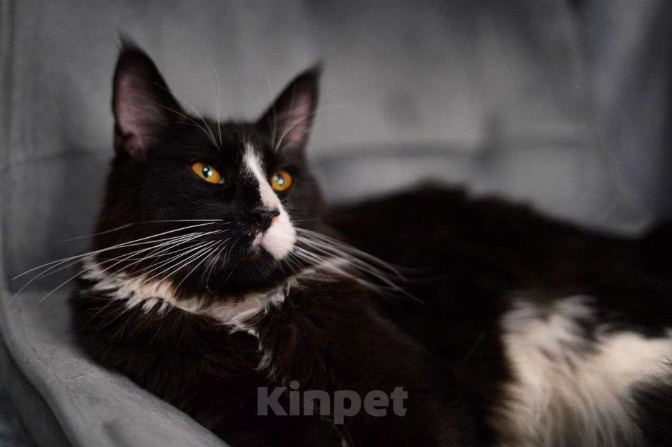 Кошки в Москве: Эксклюзивные котята мейн-кун  Девочка, 25 000 руб. - фото 3