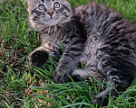 Кошки в Шатуре: Мей-кун котенок Девочка, 10 000 руб. - фото 8