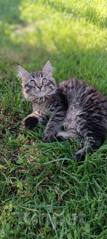 Кошки в Шатуре: Мей-кун котенок Девочка, 10 000 руб. - фото 8