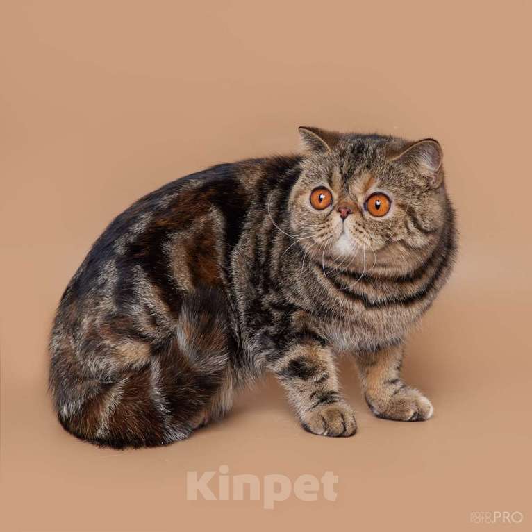 Кошки в Новосибирске: Экзотическая короткошерстная кошка Девочка, 1 000 руб. - фото 1