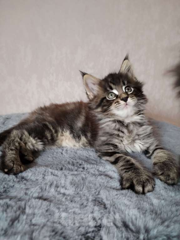 Кошки в Новосибирске: Мейн-кун с документами.  Мальчик, 40 000 руб. - фото 6