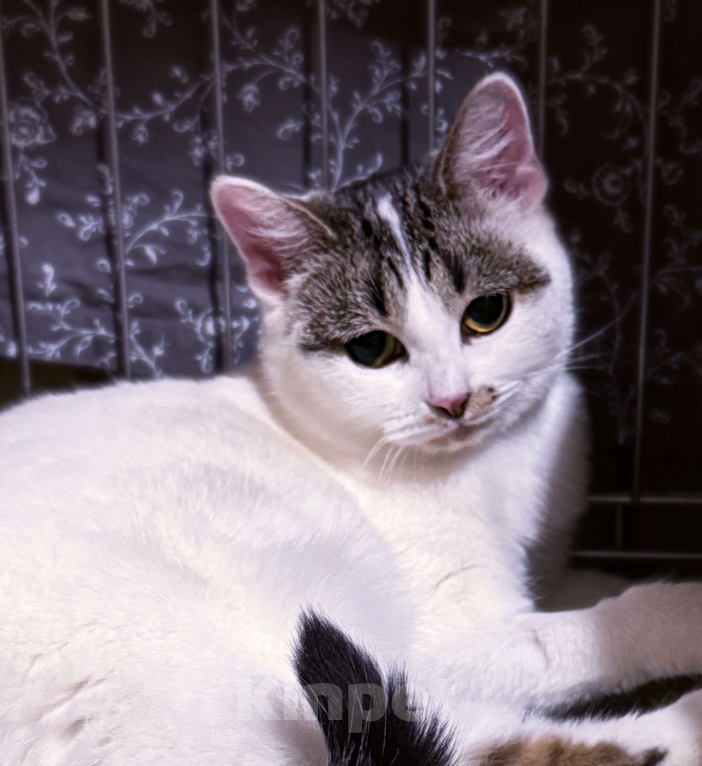 Кошки в Москве: Зефирка Сердечная в поисках дома Девочка, Бесплатно - фото 1
