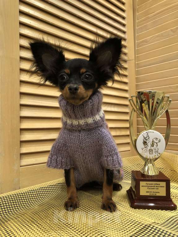 Собаки в Москве: Щенок девочка Девочка, 65 000 руб. - фото 3