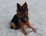 Собаки в Ижевске: Немецкая овчарка Мальчик, 45 000 руб. - фото 1