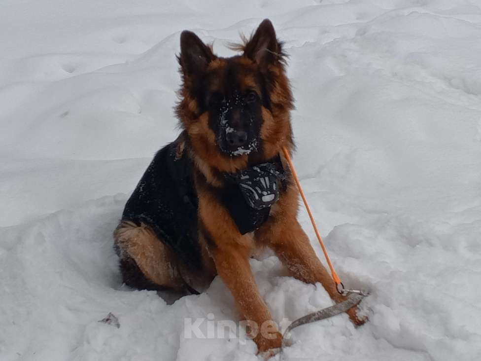 Собаки в Ижевске: Немецкая овчарка Мальчик, 45 000 руб. - фото 1