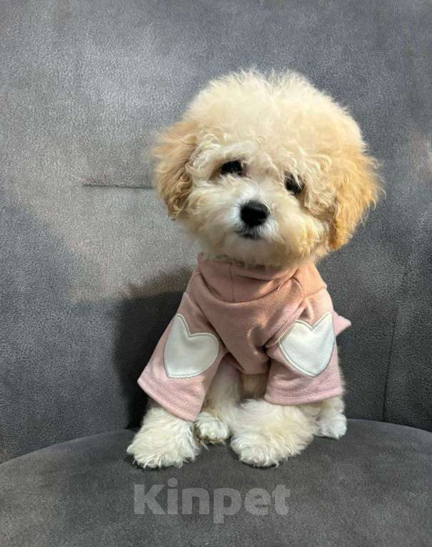 Собаки в Москве: Мальтипу мини девочка Девочка, 100 000 руб. - фото 2