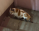 Кошки в Москве: Найдена кошка Девочка, Бесплатно - фото 3