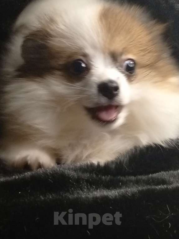 Собаки в Воронеже: Минимишшки Разнополые, 10 000 руб. - фото 6