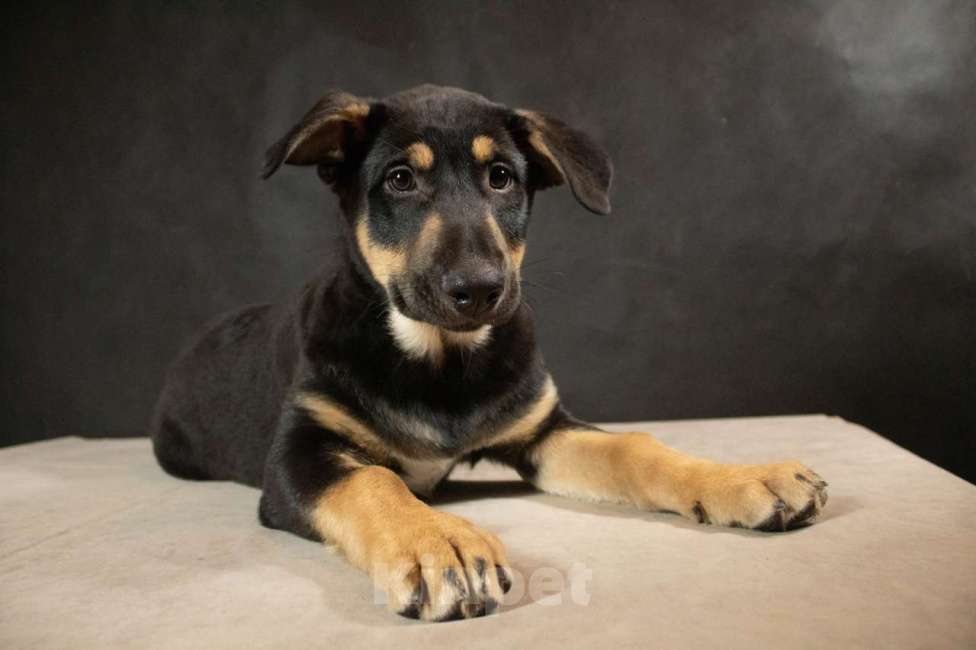 Собаки в Санкт-Петербурге: Классный щенок Шарль ищет дом Мальчик, Бесплатно - фото 6