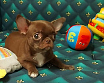 Собаки в Новосибирске: Мальчик Чихуахуа  Мальчик, Бесплатно - фото 1