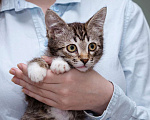 Кошки в Москве: Котёнок в добрые руки Мальчик, 1 руб. - фото 3