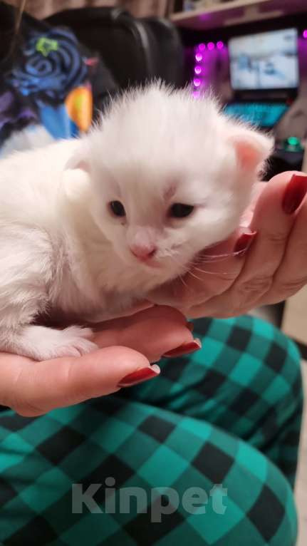 Кошки в Москве: Бронь Мейн-кунчиков Мальчик, 50 000 руб. - фото 3