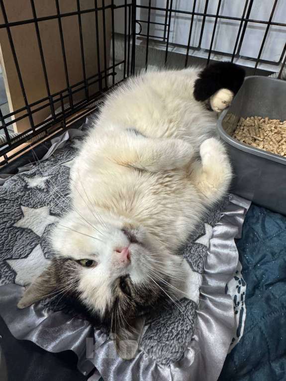 Кошки в Мурином: Кот-джентельмен, двухцветный, взрослый, ищет дом. Мальчик, Бесплатно - фото 2