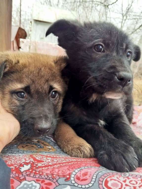 Собаки в Самаре: Малыши с улицы ищут своих хозяев Мальчик, Бесплатно - фото 3