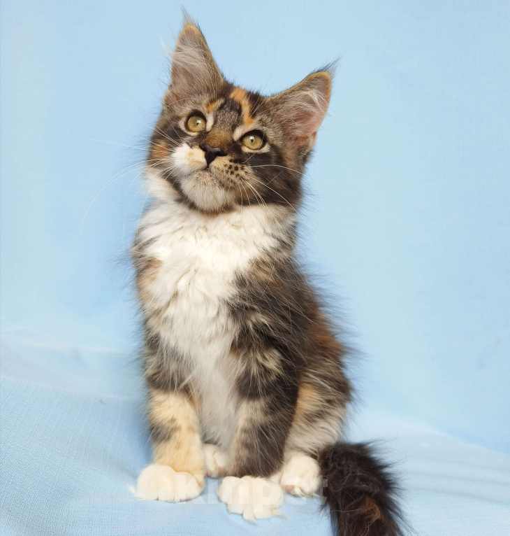 Кошки в Москве: Котята Мейн-Кун из питомника. Девочка Девочка, 45 000 руб. - фото 6