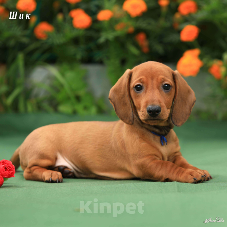 Собаки в Дедовске: Щенки таксы стандартной Мальчик, 40 000 руб. - фото 2