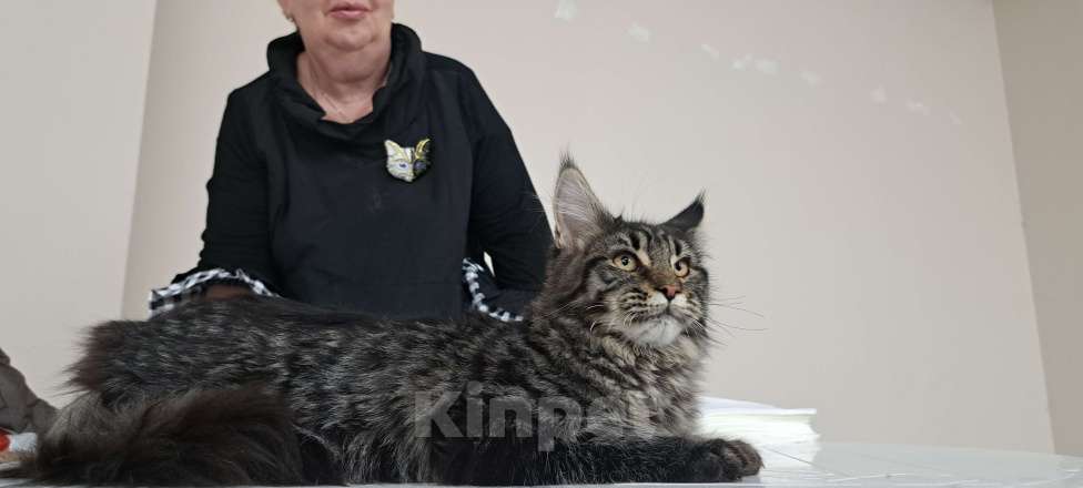 Кошки в Москве: Маленькие рыси Девочка, 90 000 руб. - фото 8