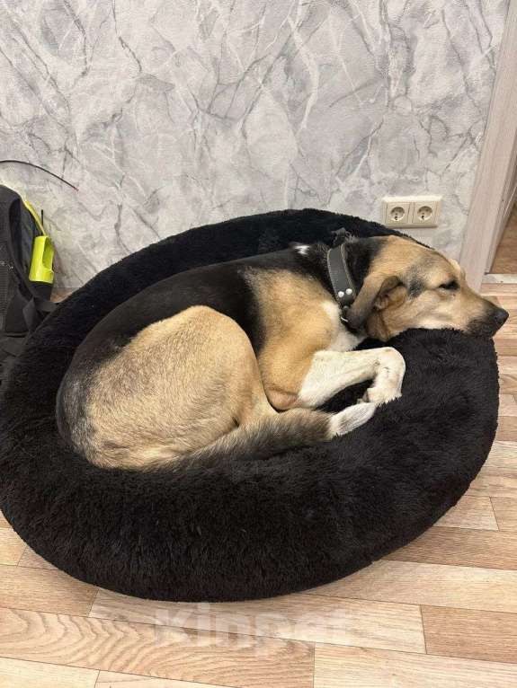 Собаки в Калуге: Крупная собака (лошадка) Хонда в добрые руки Девочка, Бесплатно - фото 6