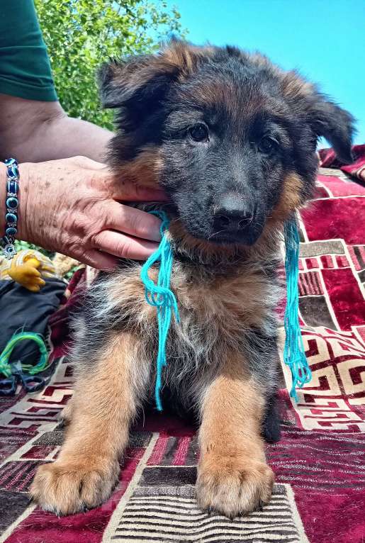 Собаки в Кинешме: Щенки немецкой овчарки( девочки)  Девочка, 13 000 руб. - фото 3