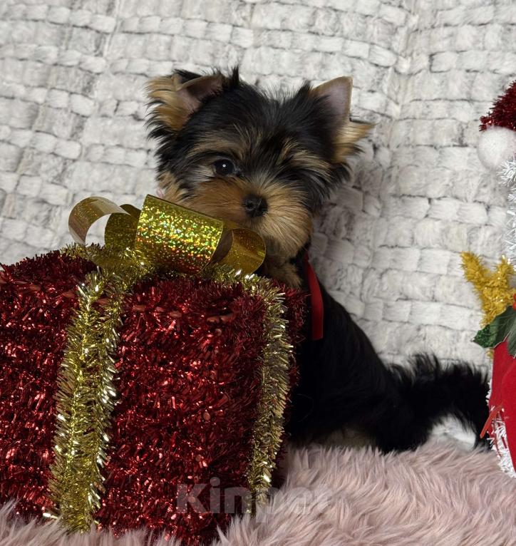 Собаки в Москве: Йоркширский терьер мальчик  Мальчик, 65 000 руб. - фото 7