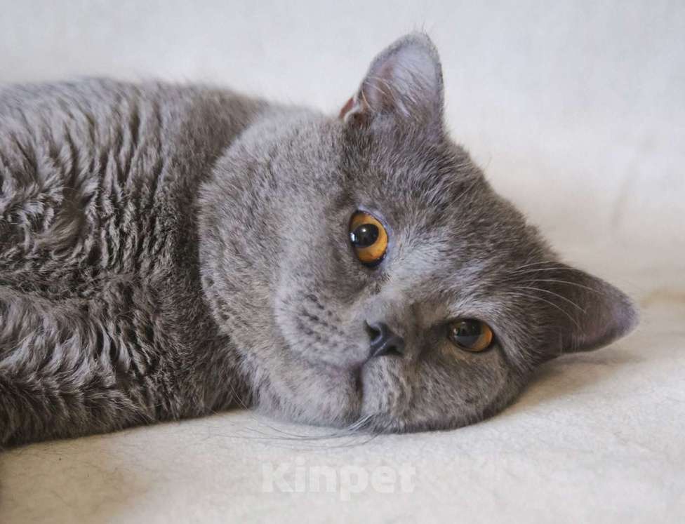 Кошки в Москве: Ищет дом ласковый котик Мальчик, Бесплатно - фото 5