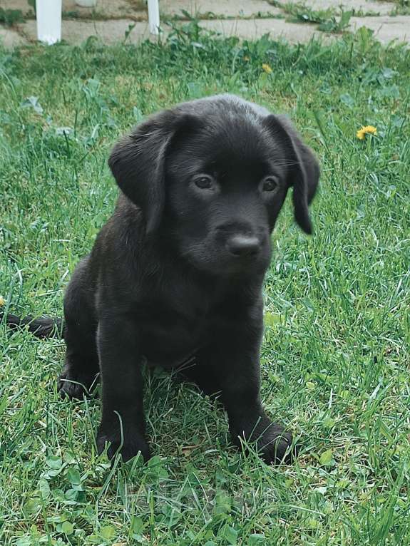 Собаки в Костроме: Щенки Лабрадора чёрные Девочка, 30 000 руб. - фото 4
