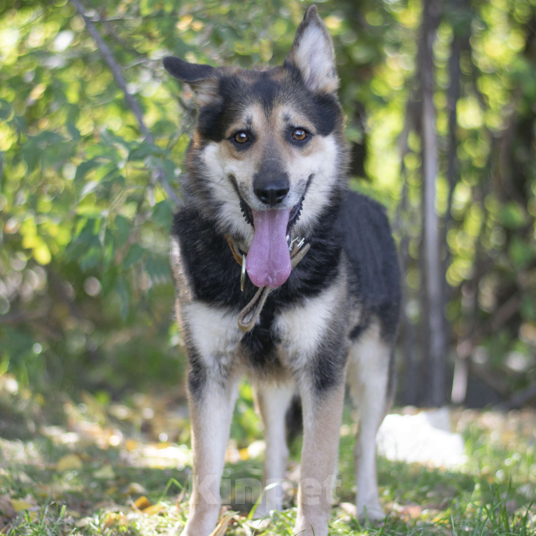 Собаки в Москве: Отто Мальчик, Бесплатно - фото 3