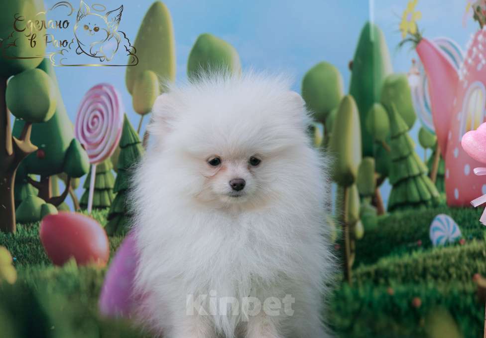 Собаки в Волгограде: Померанский шпиц мишка Мальчик, 30 000 руб. - фото 4