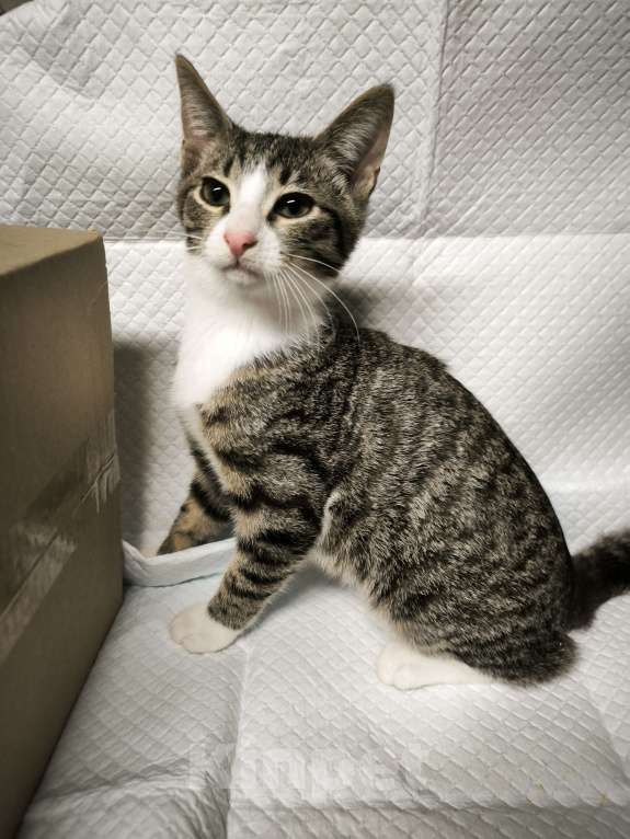 Кошки в Санкт-Петербурге: Ласковый очень ласковый мальчик 3,5 мес Мальчик, Бесплатно - фото 2