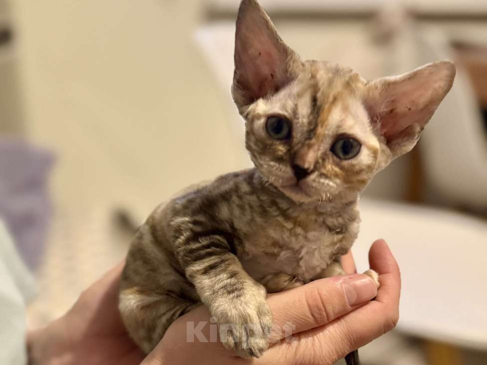 Кошки в Красногорске: Котята девон-рекс Девочка, 50 000 руб. - фото 5