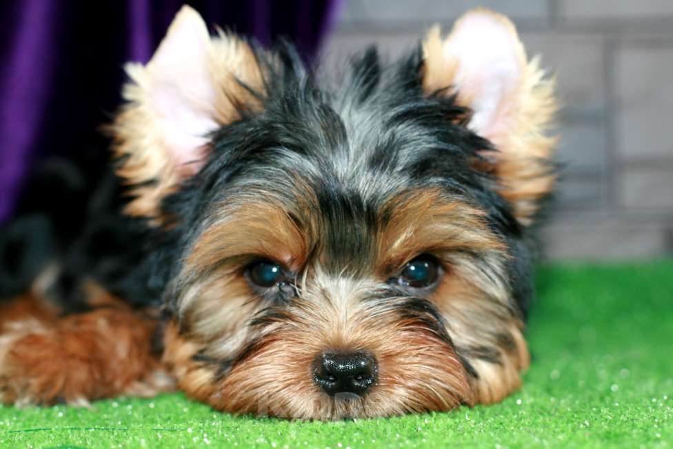 Собаки в Голицыно: Сердцеед Прошка Мальчик, 35 000 руб. - фото 2